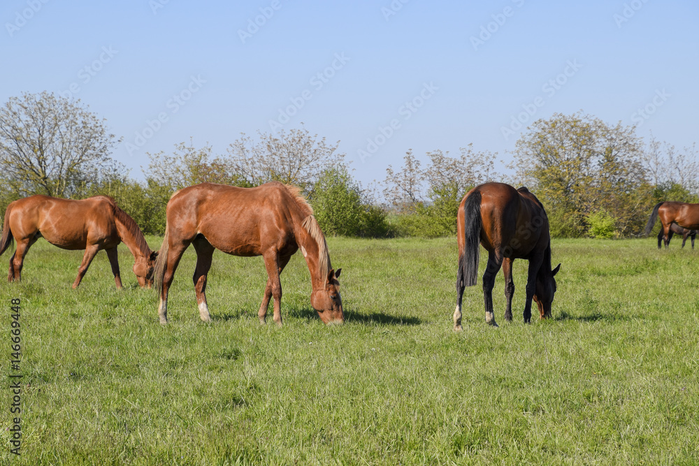 Horses graze in the pasture. Paddock horses on a horse farm. Walking horses Horses graze in the pasture. Paddock horses on a horse farm. Walking horses