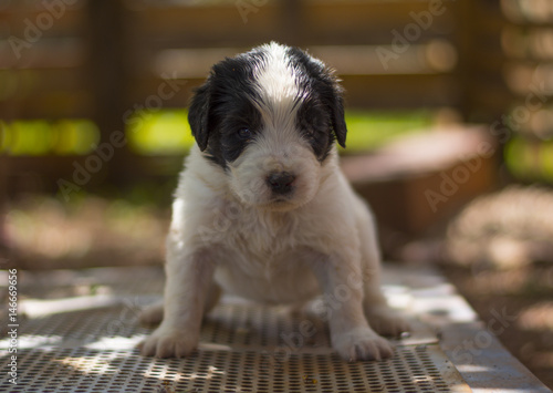 landseer puppy dog newfounland  photo