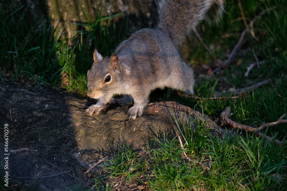 Squirrel in Central Park, Manhattan Squirrel in Central Park, Manhattan