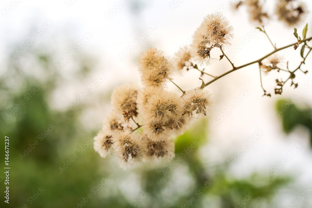 Forest meadow with wild grasses,Macro image with small depth of field,Blur background Forest meadow with wild grasses,Macro image with small depth of field,Blur background