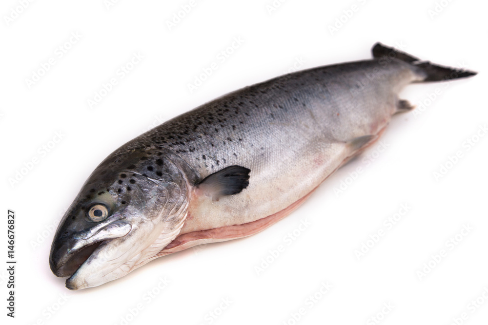Saumon sur fond blanc Saumon sur fond blanc