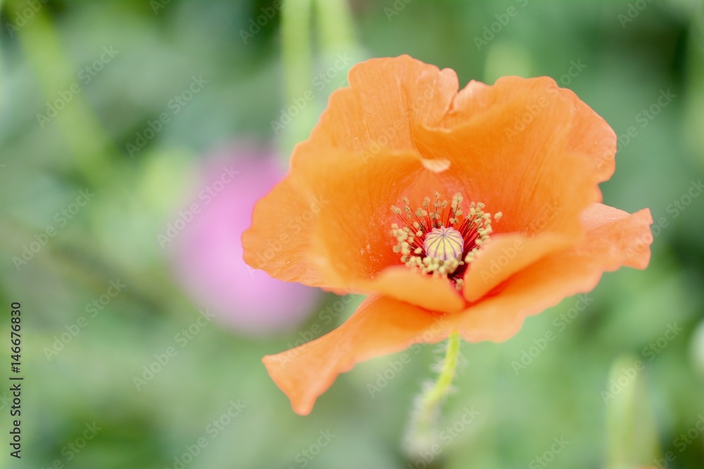 Flor Flor