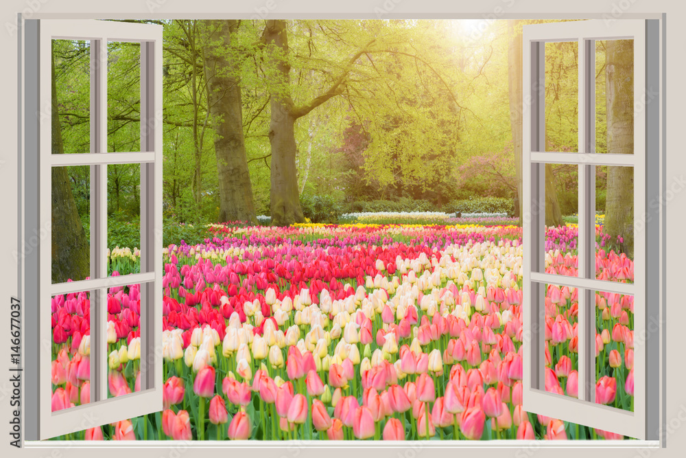 Fototapeta Okno z pięknymi wiosna tulipanów kwiatami uprawia ogródek w holandiach.