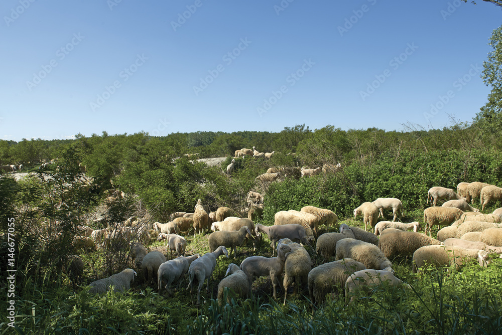 Obraz premium gregge