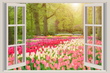 Wandcirkels Lente Hollandse tulpen voor raamkozijn  © Prasit Rodphan