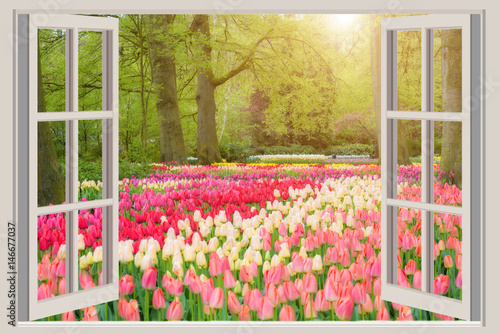 Fototapeta Okno z pięknymi wiosna tulipanów kwiatami uprawia ogródek w holandiach.