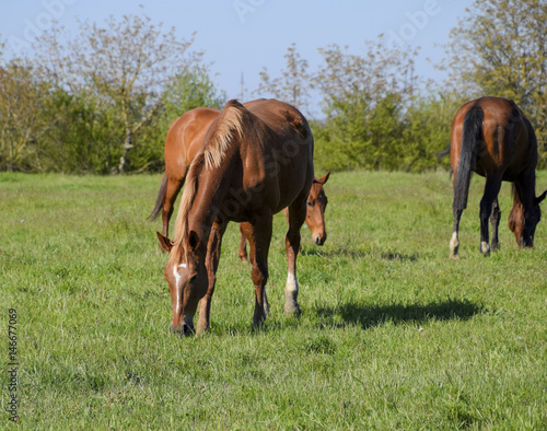 Fototapeta Naklejka Na Ścianę i Meble -  Horses graze in the pasture. Paddock horses on a horse farm. Walking horses