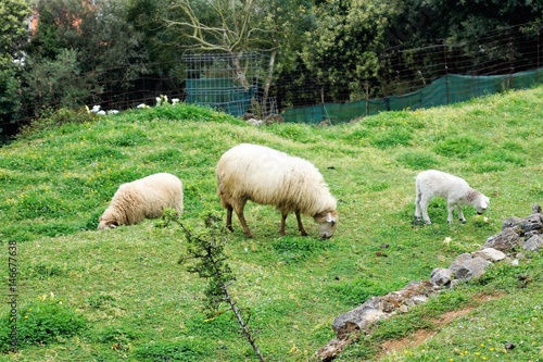 Sheep grazing in a field next to her calves babies