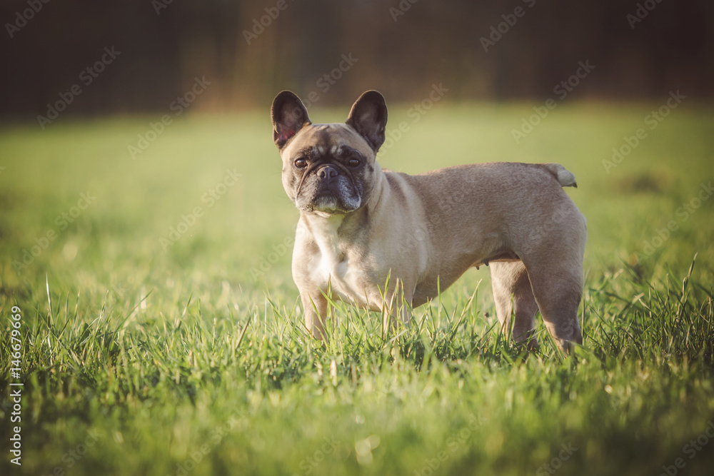 Hund steht im Gras