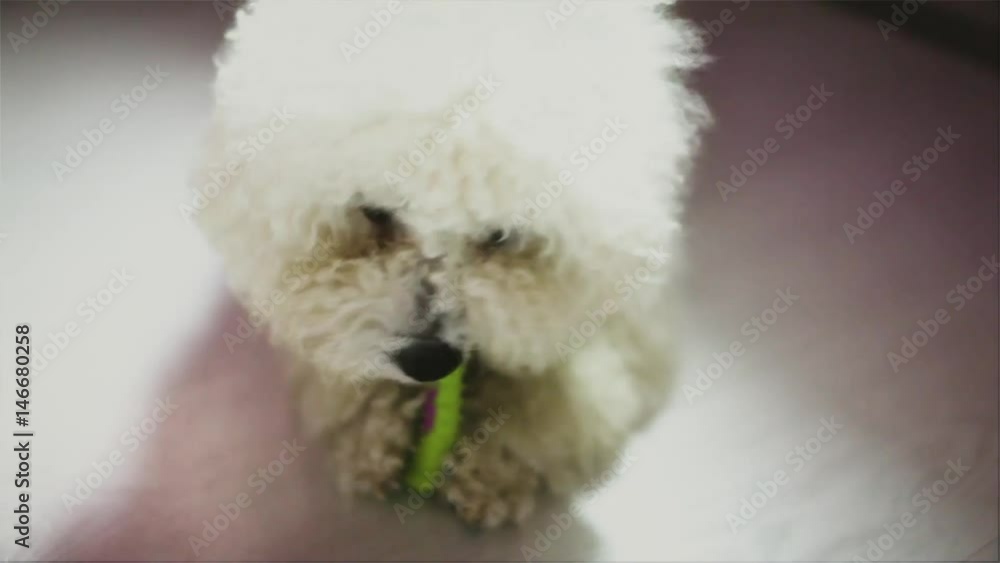 The pretty doggie plays with a toy The pretty doggie plays with a toy