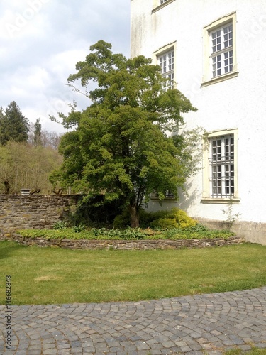 Baum im Abteipark Marienpark