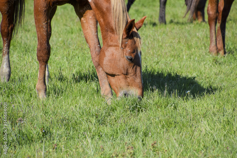 Obraz premium Horses graze in the pasture. Paddock horses on a horse farm. Walking horses