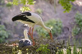 Closeup of white storks (Ciconia ciconia) in their nest with eggshells on the left 