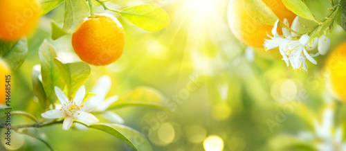 Ripe oranges or tangerines hanging on a tree. Healthy organic juicy fruits growing in sunny orchard