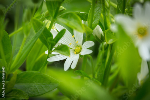 une fleur blanche derrière des feuilles vertes