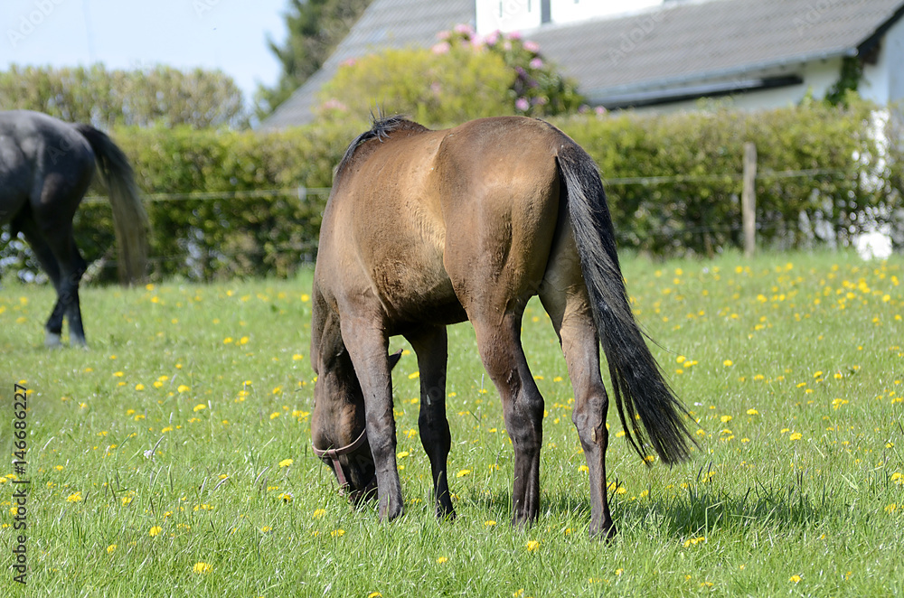 Pferde auf der Weide