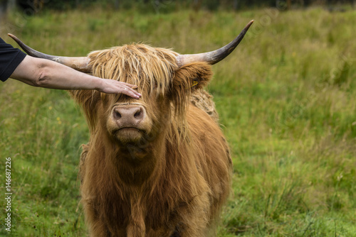 Woman caresses cute highland cattle