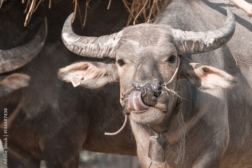 Buffalo making funny face Buffalo making funny face