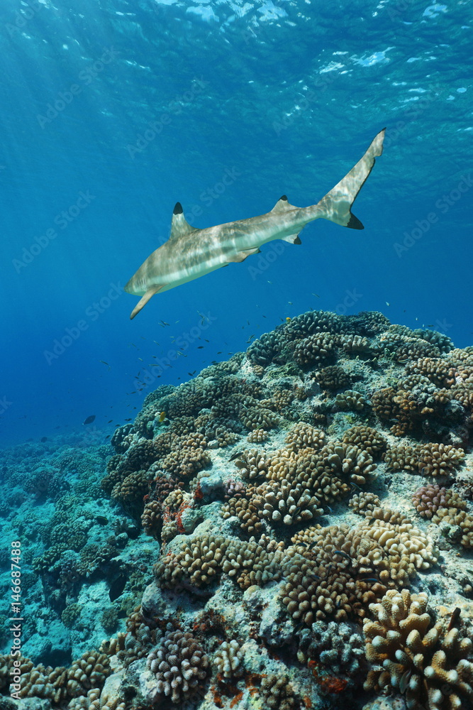 Obraz premium Corals with a blacktip reef shark underwater on the outer reef of Huahine island, Pacific ocean, French Polynesia