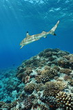 Corals with a blacktip reef shark underwater on the outer reef of Huahine island, Pacific ocean, French Polynesia