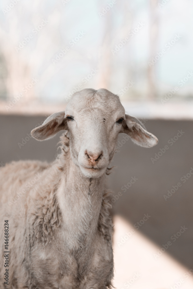 Obraz premium Sheep staring at camera