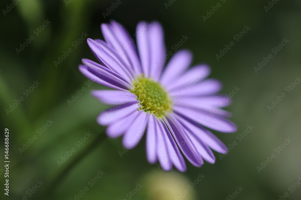 aster