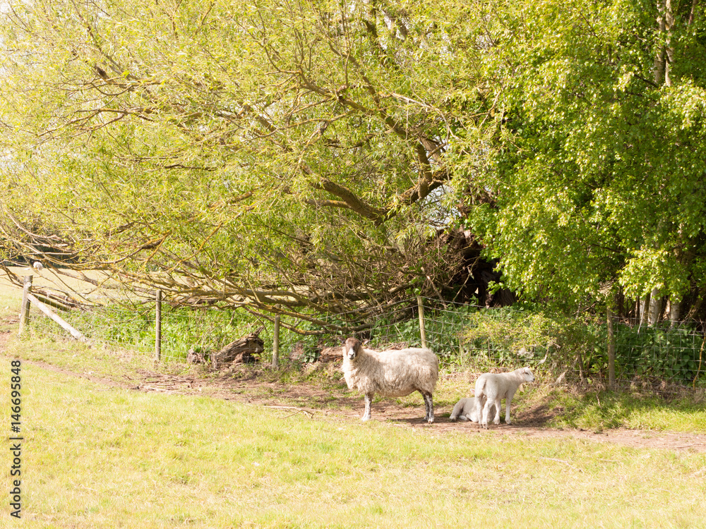 cute sheep resting and grazing in the forest part of a field cute sheep resting and grazing in the forest part of a field