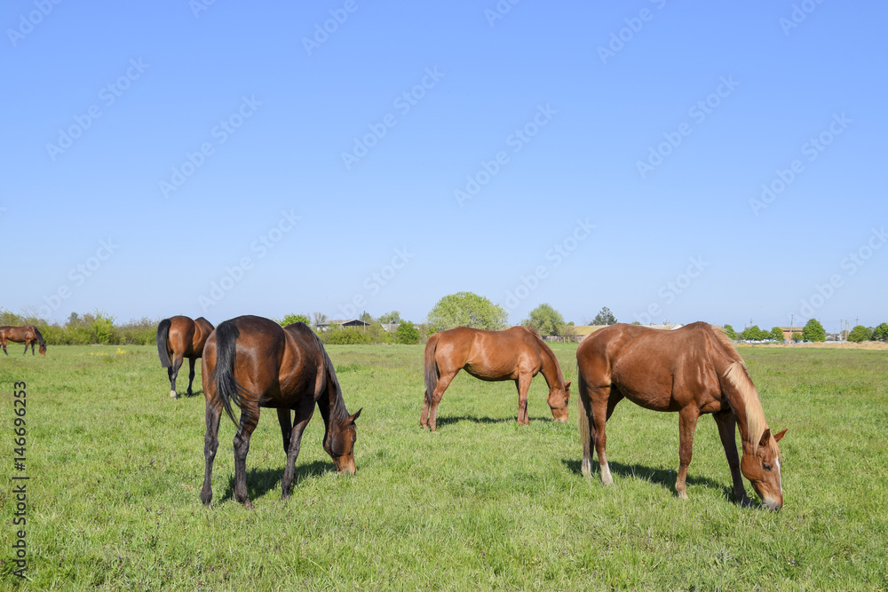 Obraz premium Horses graze in the pasture. Paddock horses on a horse farm. Walking horses