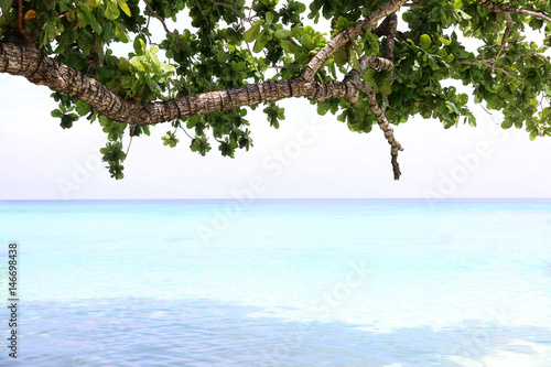 Fresh green nature leaf on tropical beach beautiful.Copy space of summer vacation and business travel concept. 