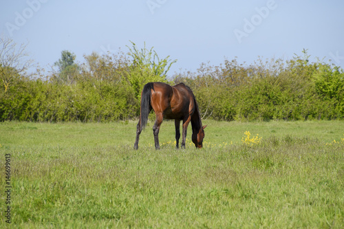 Horses graze in the pasture. Paddock horses on a horse farm. Walking horses