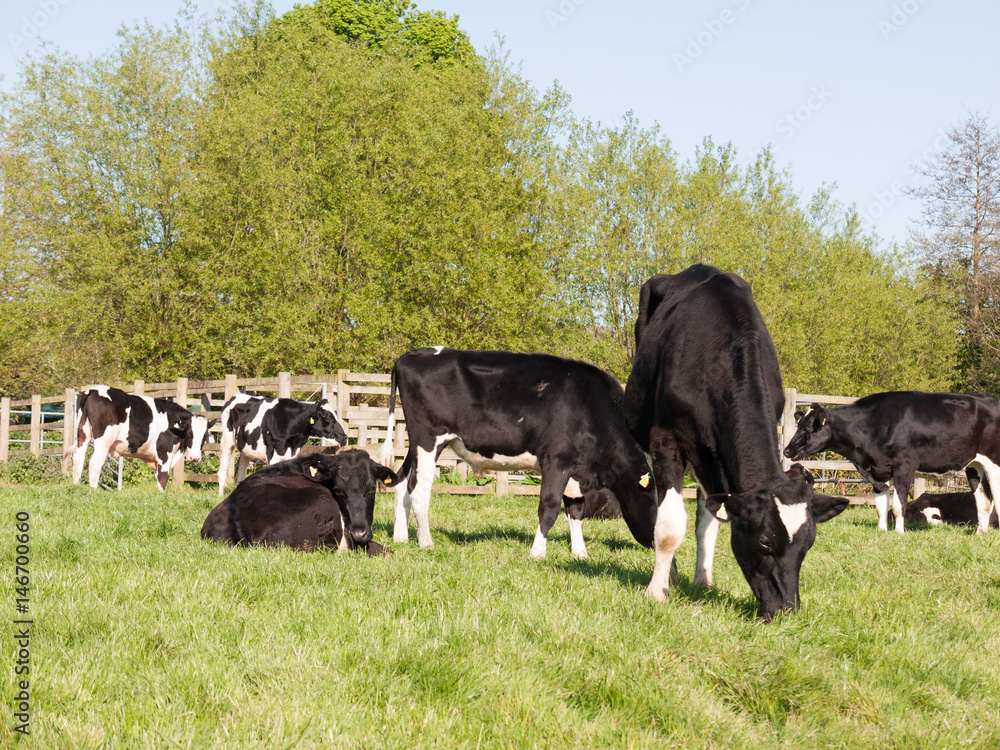 cows outside close up black and white resting in field cows outside close up black and white resting in field