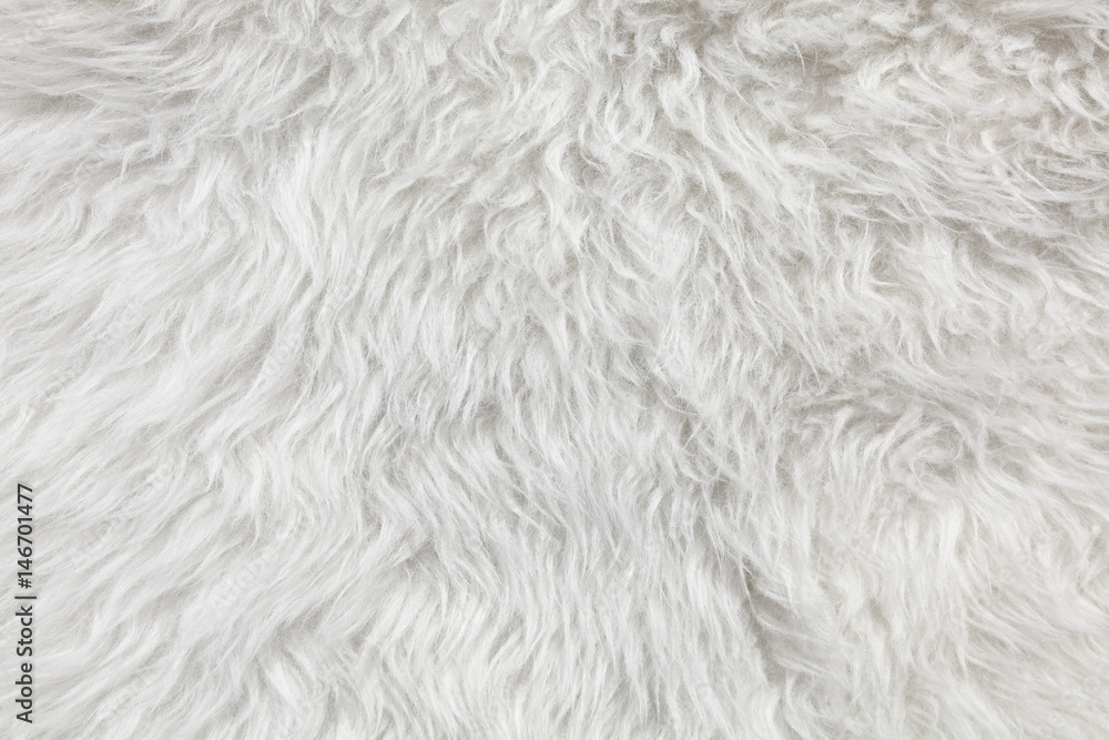 Wool background. Detail of sheep fur Wool background. Detail of sheep fur