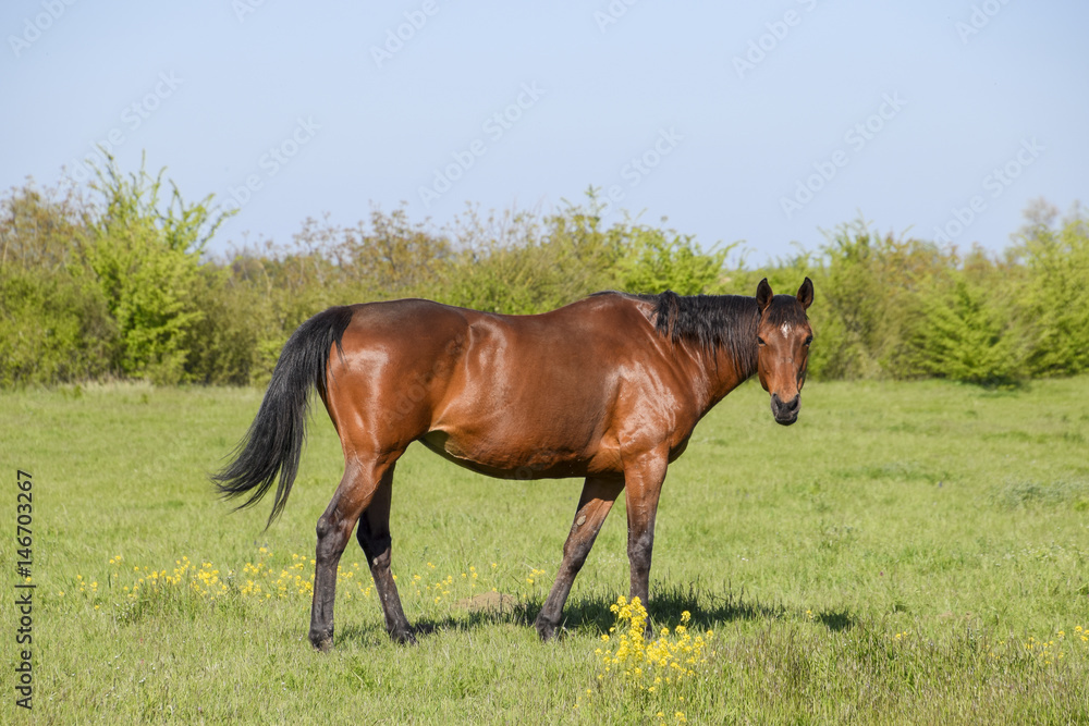 Horses graze in the pasture. Paddock horses on a horse farm. Walking horses Horses graze in the pasture. Paddock horses on a horse farm. Walking horses