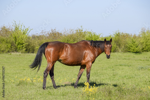 Horses graze in the pasture. Paddock horses on a horse farm. Walking horses © eleonimages