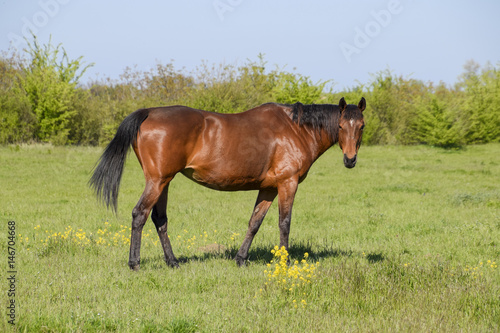 Horses graze in the pasture. Paddock horses on a horse farm. Walking horses © eleonimages