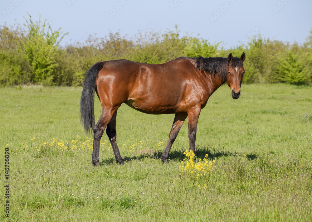 Horses graze in the pasture. Paddock horses on a horse farm. Walking horses