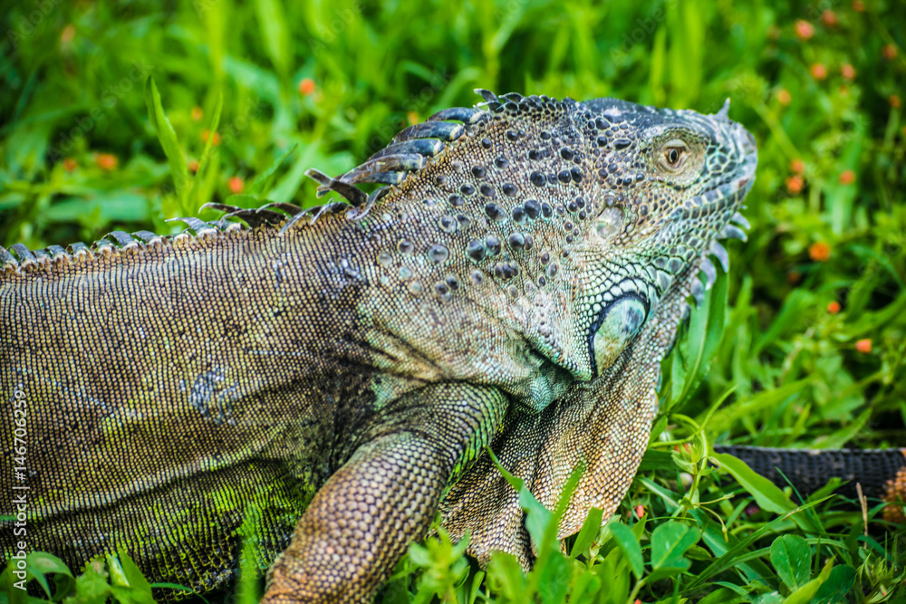 Fototapeta premium Green Iguana Reptile Portrait Closeup
