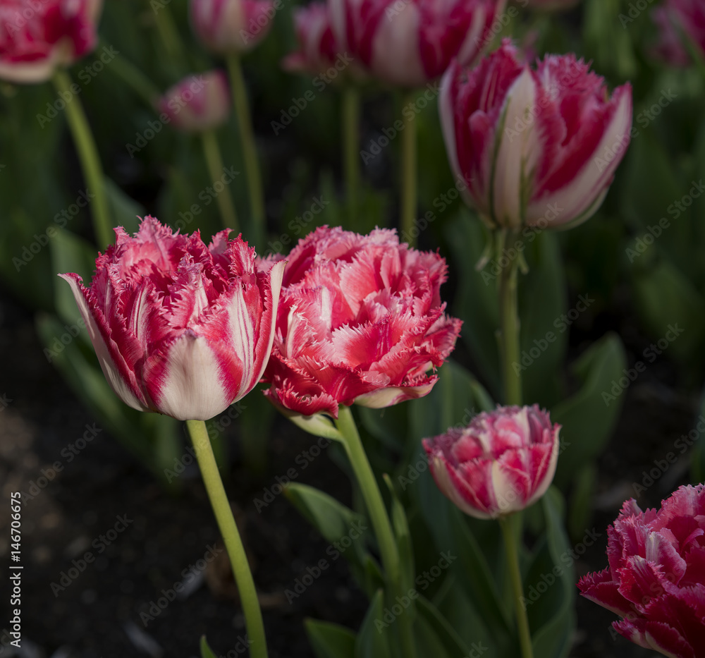 Fototapeta premium red flowers