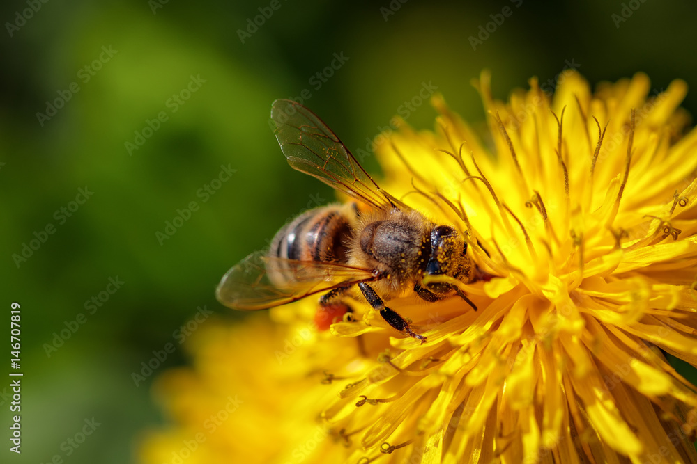 Bee on a yellow dandelion flower collecting pollen and gathering nectar to produce honey in the hive Bee on a yellow dandelion flower collecting pollen and gathering nectar to produce honey in the hive