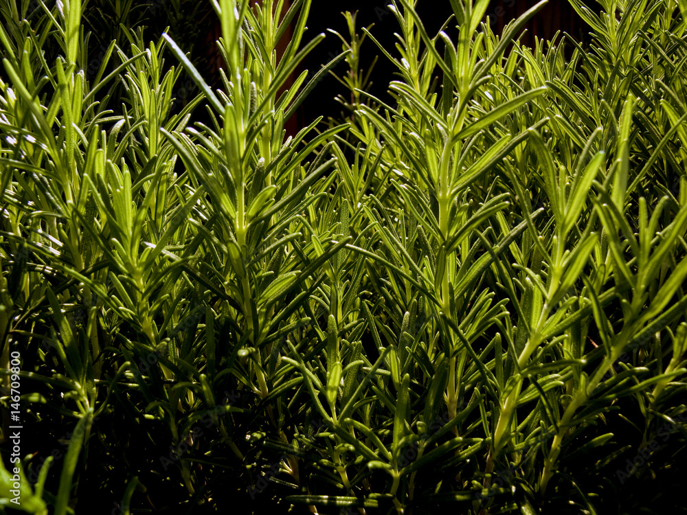 Obraz premium kryddväxt