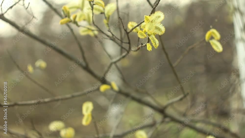 willow branches on the nature willow branches on the nature