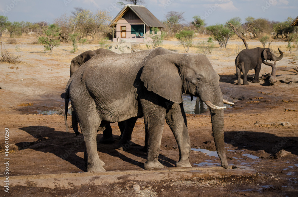 Nature in Africa