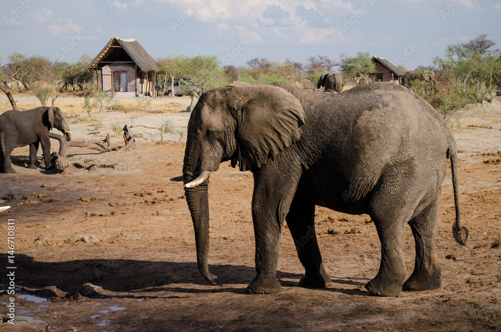 Fototapeta premium Nature in Africa