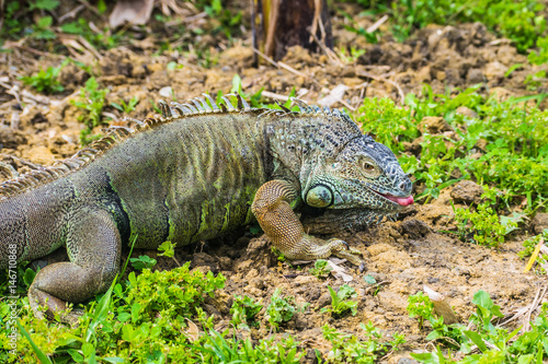 Green Iguana Reptile Portrait Closeup