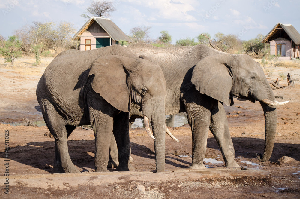 Fototapeta premium Nature in Africa