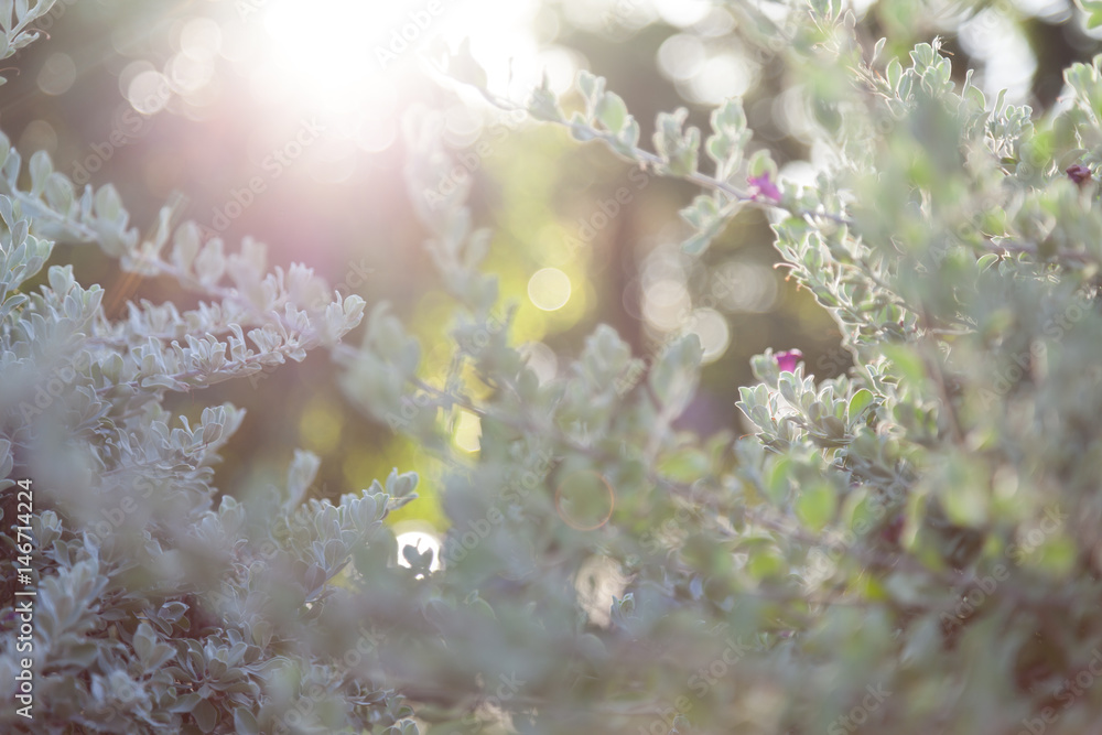 A fresh green leaves background have flare sun A fresh green leaves background have flare sun