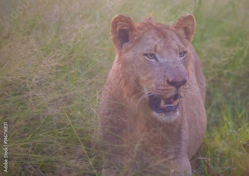 Afrion lion in the savannah at the Hlane Royal National Park, Swaziland photo