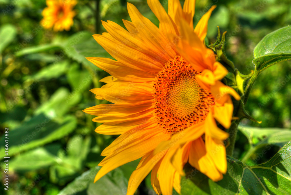 Sonnenblumenblüte Sonnenblumenblüte