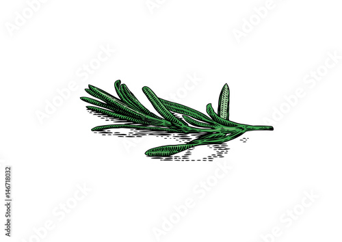 Branch of rosemary