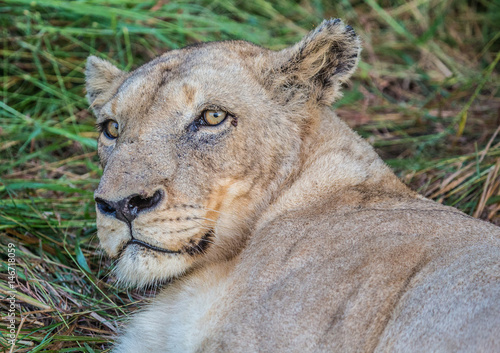 Afrion lion in the savannah at the Hlane Royal National Park  Swaziland